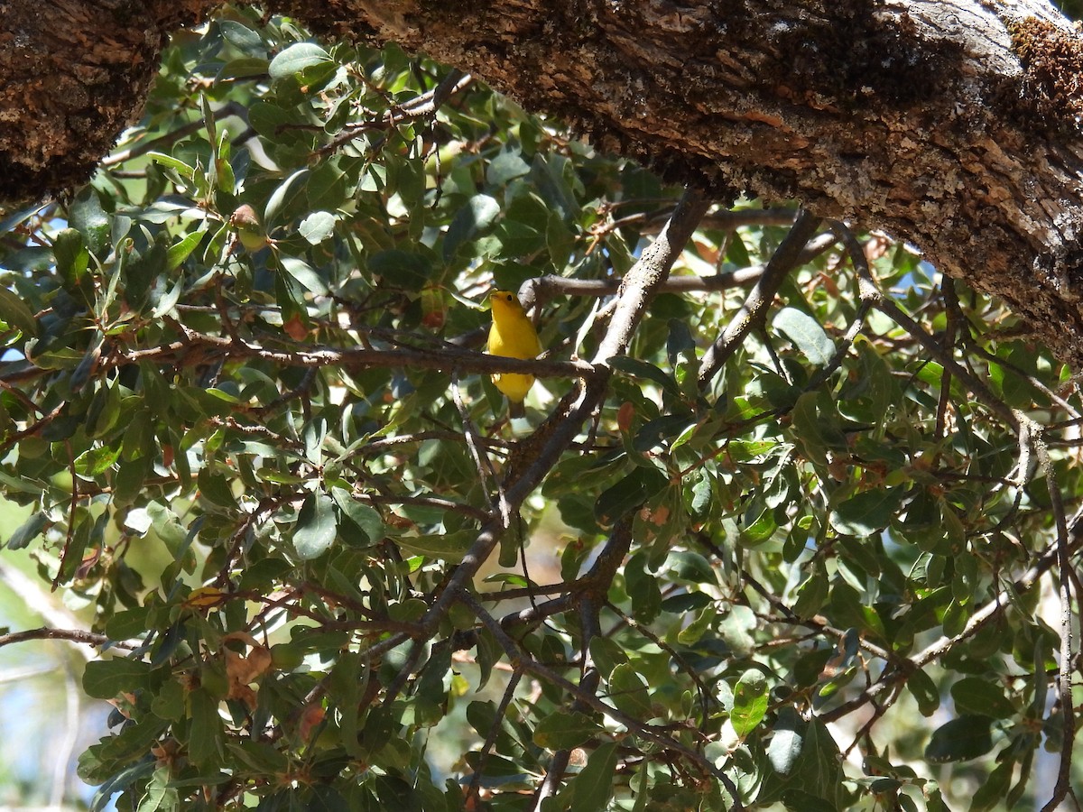 Wilson's Warbler - ML624066447