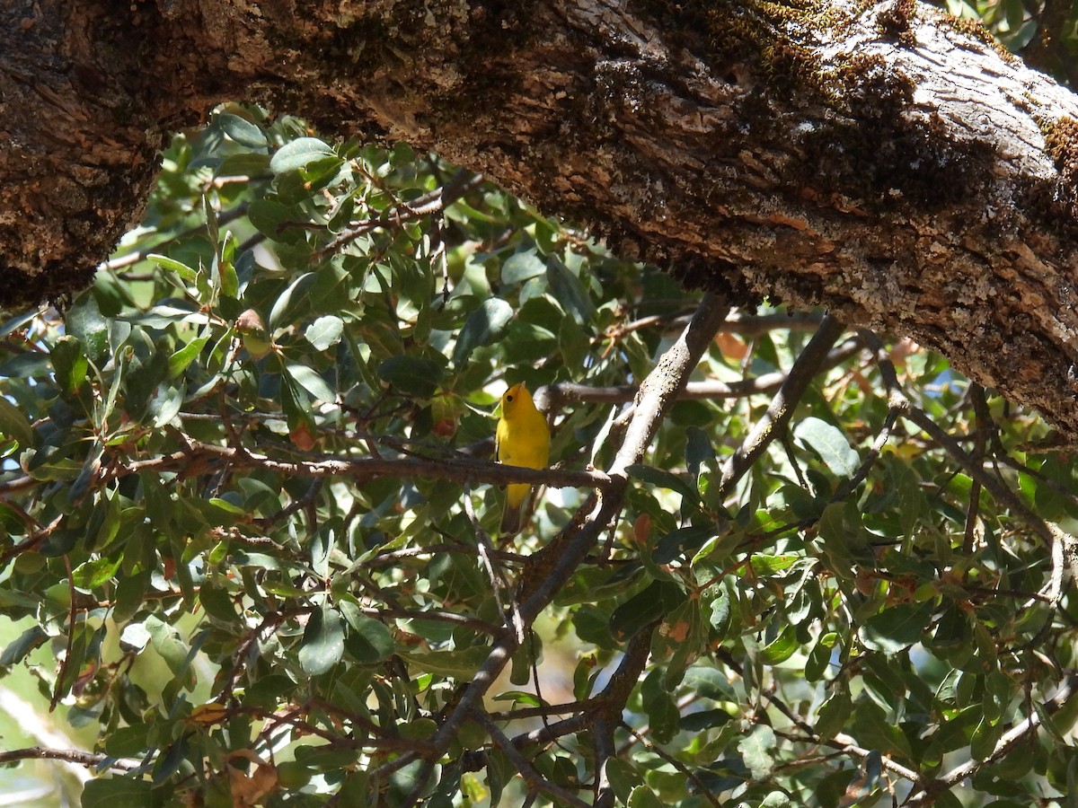 Wilson's Warbler - ML624066448