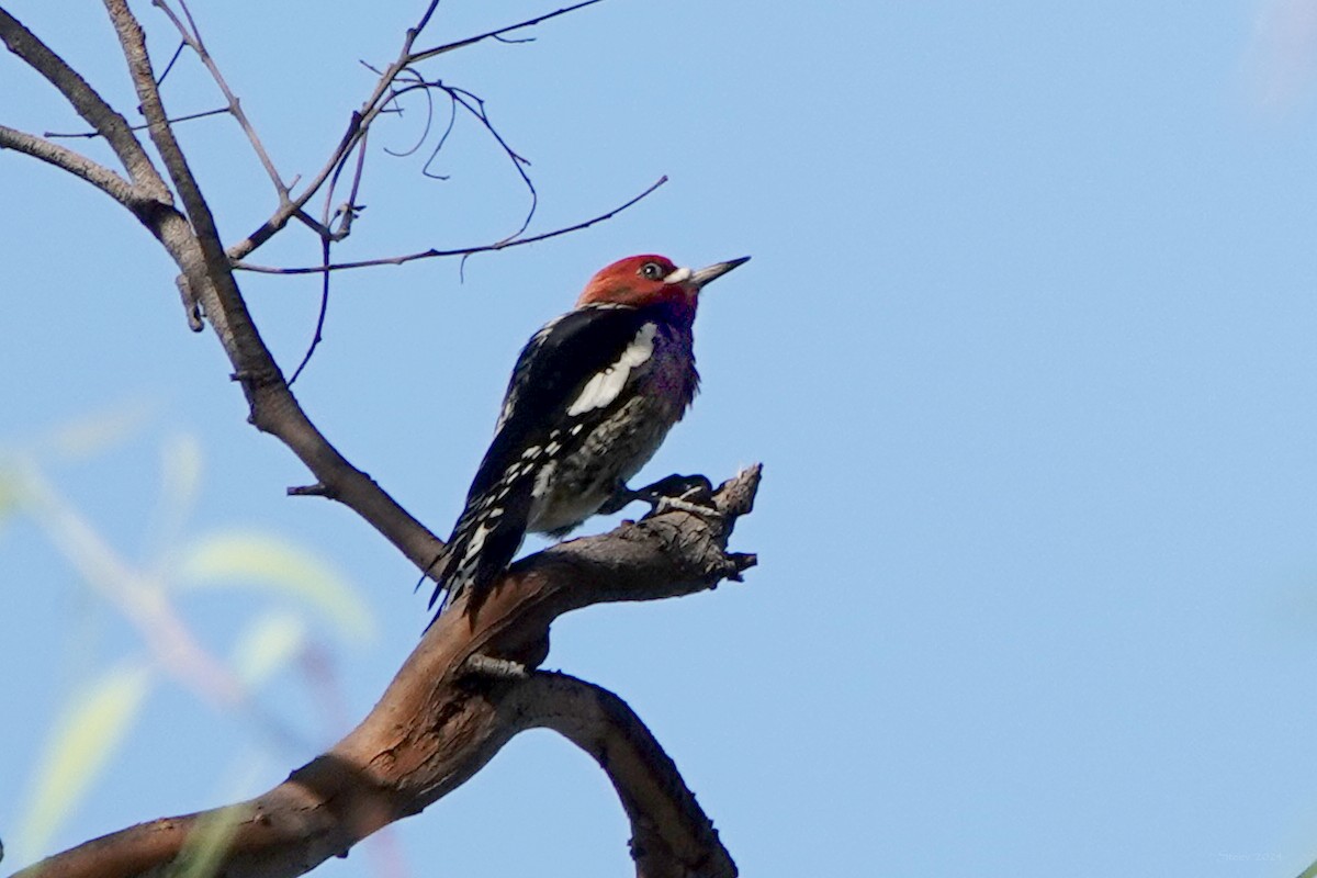 Red-naped x Red-breasted Sapsucker (hybrid) - ML624066493