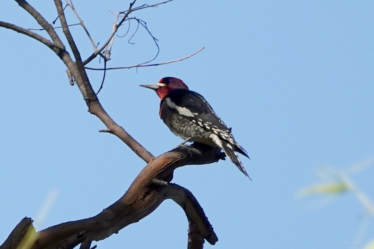 Red-naped x Red-breasted Sapsucker (hybrid) - ML624066497