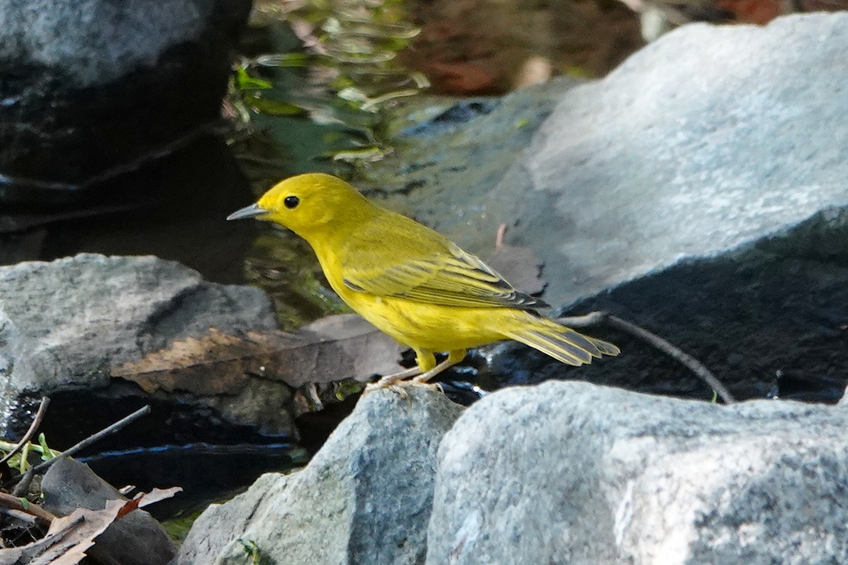 Yellow Warbler - ML624066506