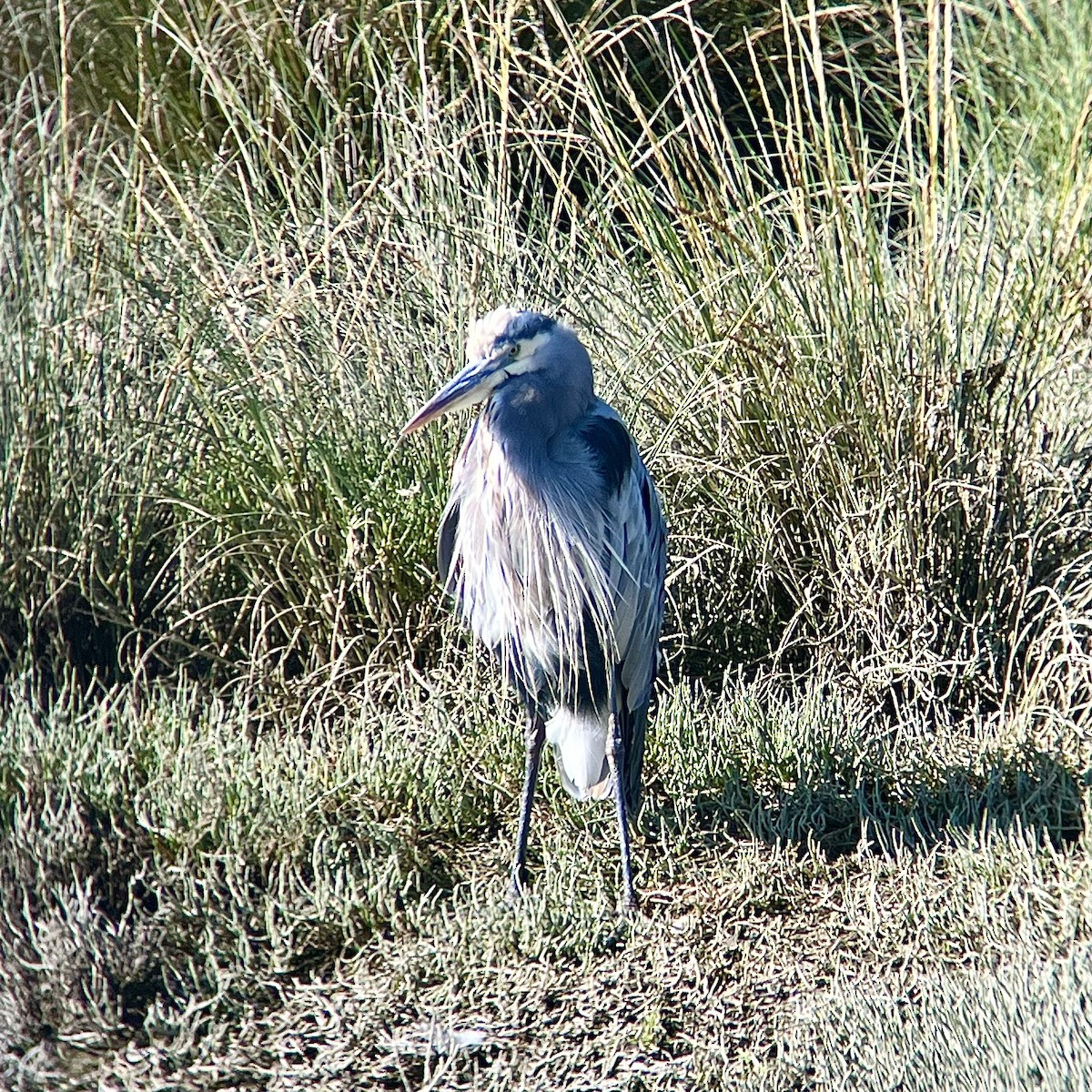 Great Blue Heron - ML624066512