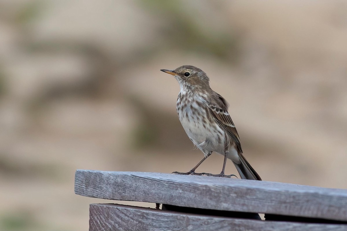 Water Pipit - ML624066521