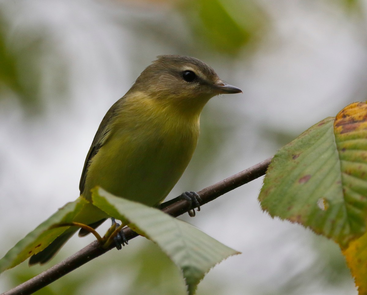 Vireo de Filadelfia - ML624066522