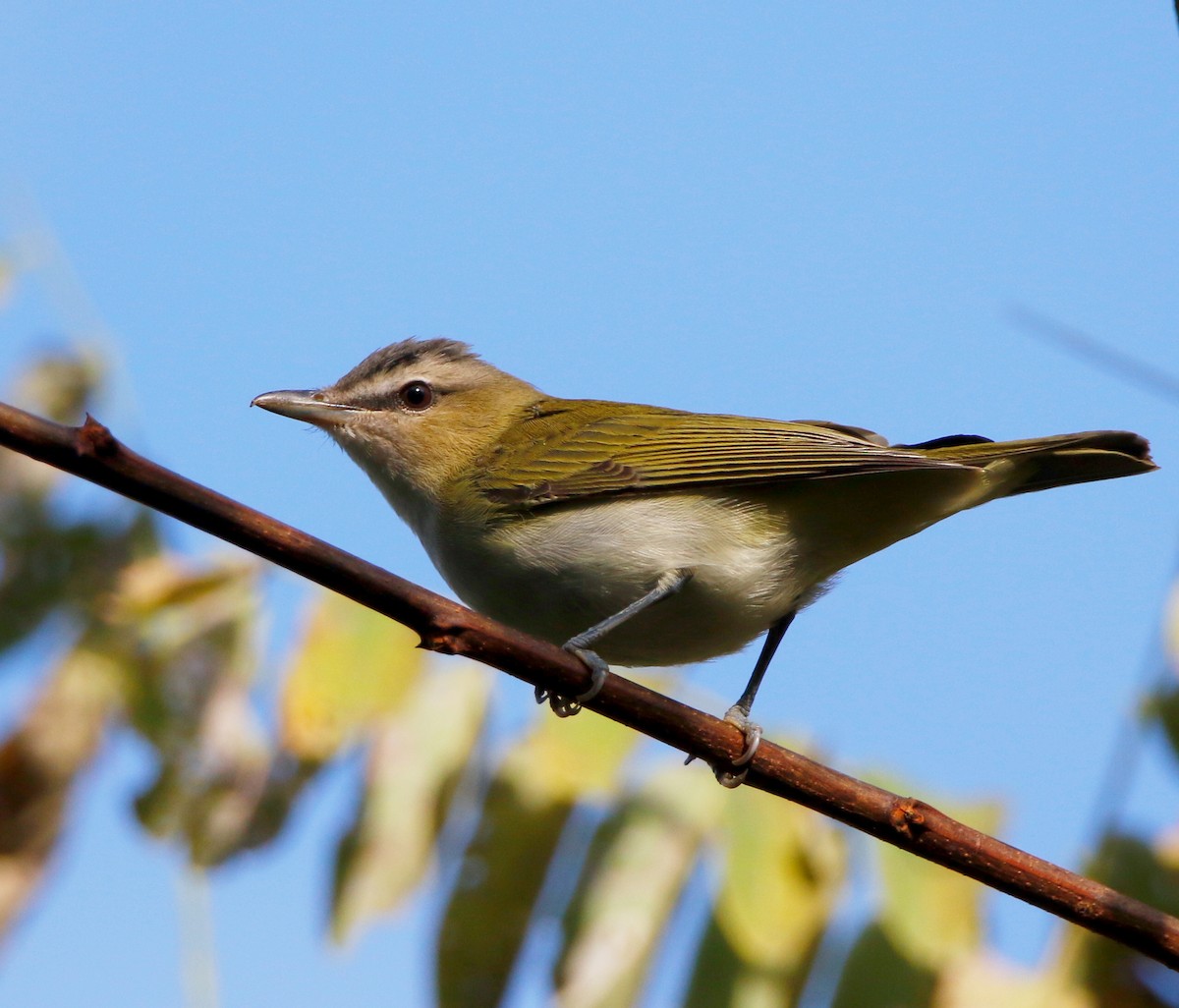 Red-eyed Vireo - Lowell Burket