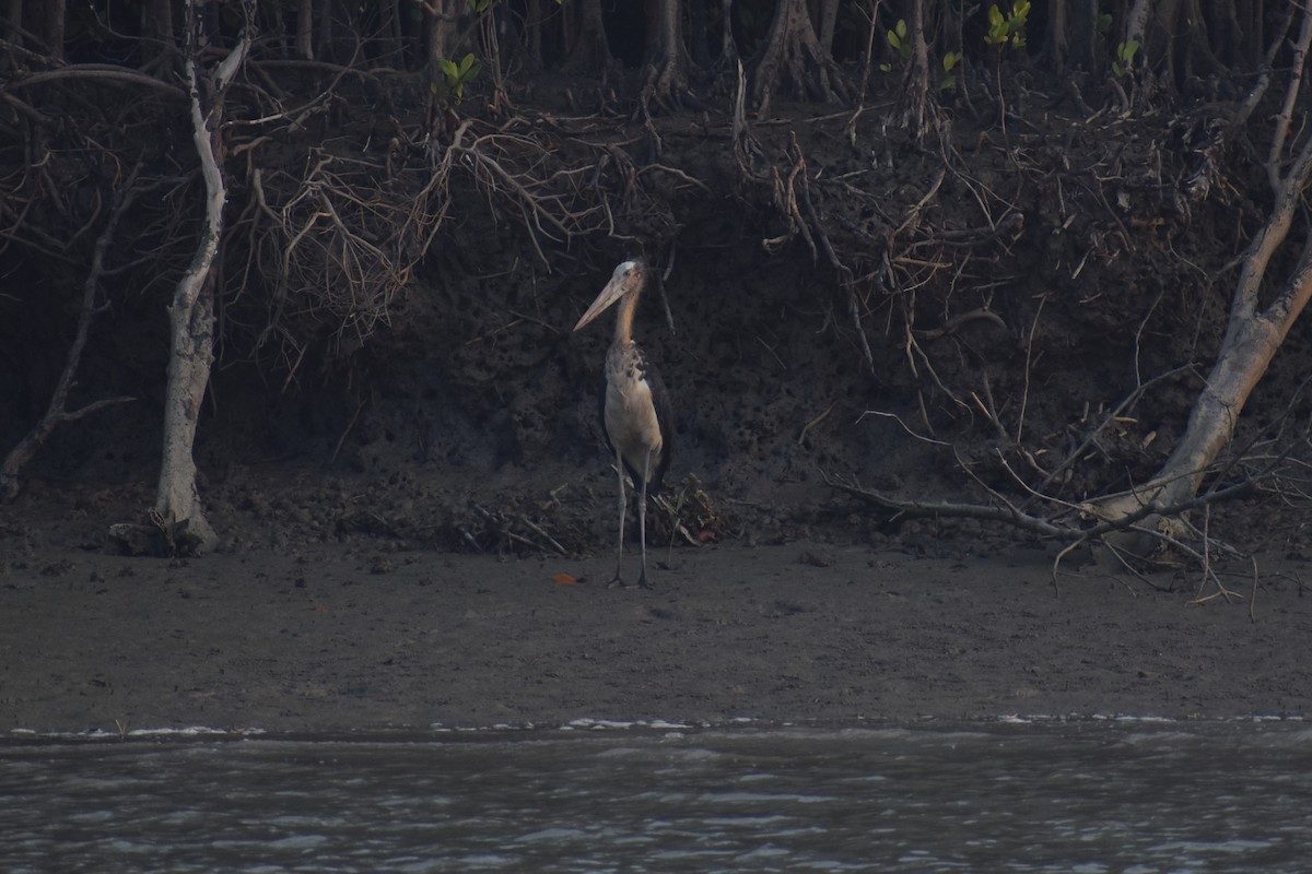 Lesser Adjutant - Samakshi Tiwari