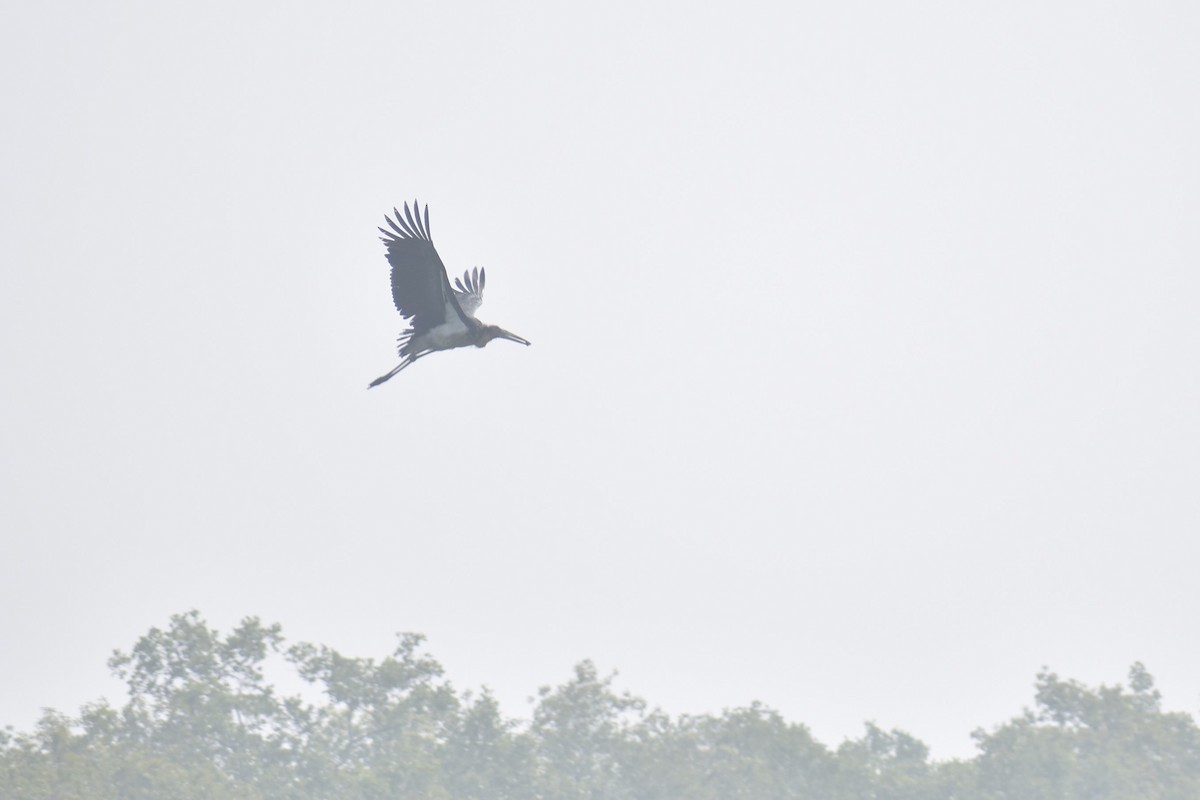 Lesser Adjutant - Samakshi Tiwari