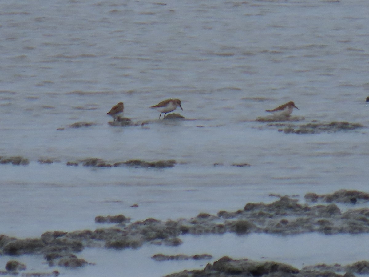 Western Sandpiper - ML624066549