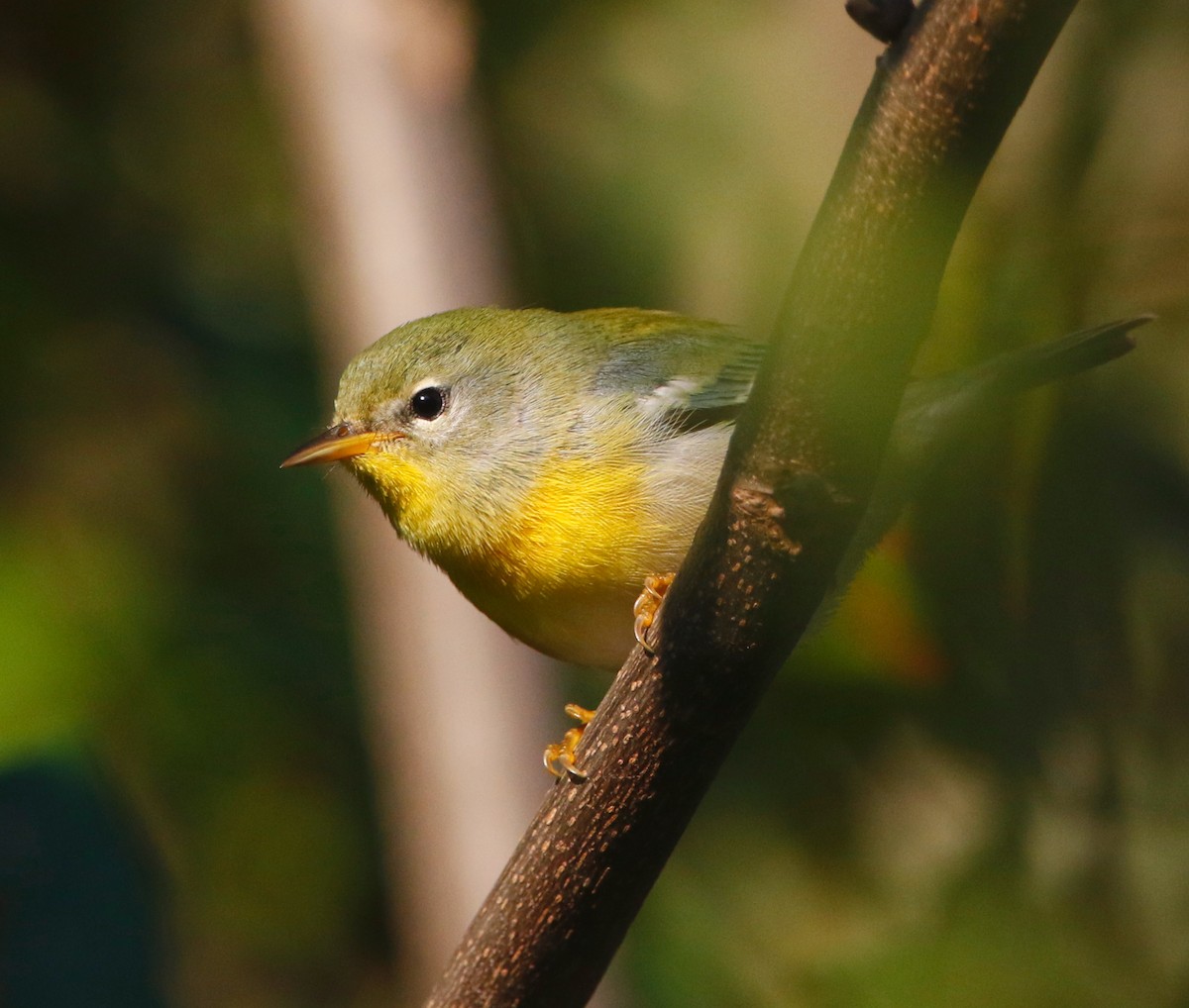 Parula Norteña - ML624066550