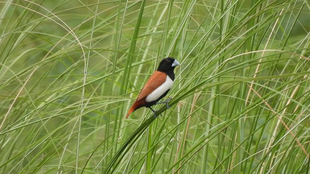 Tricolored Munia - ML624066564