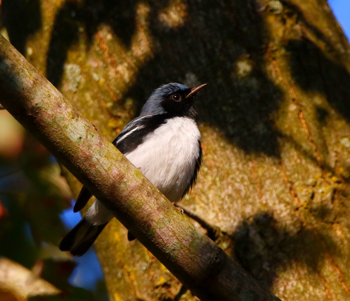 Paruline bleue - ML624066570