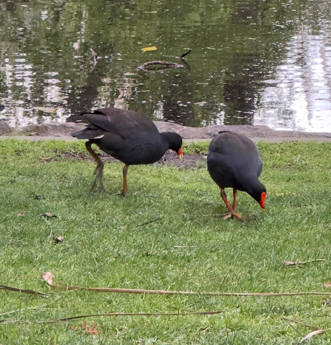 Gallinule sombre - ML624066585