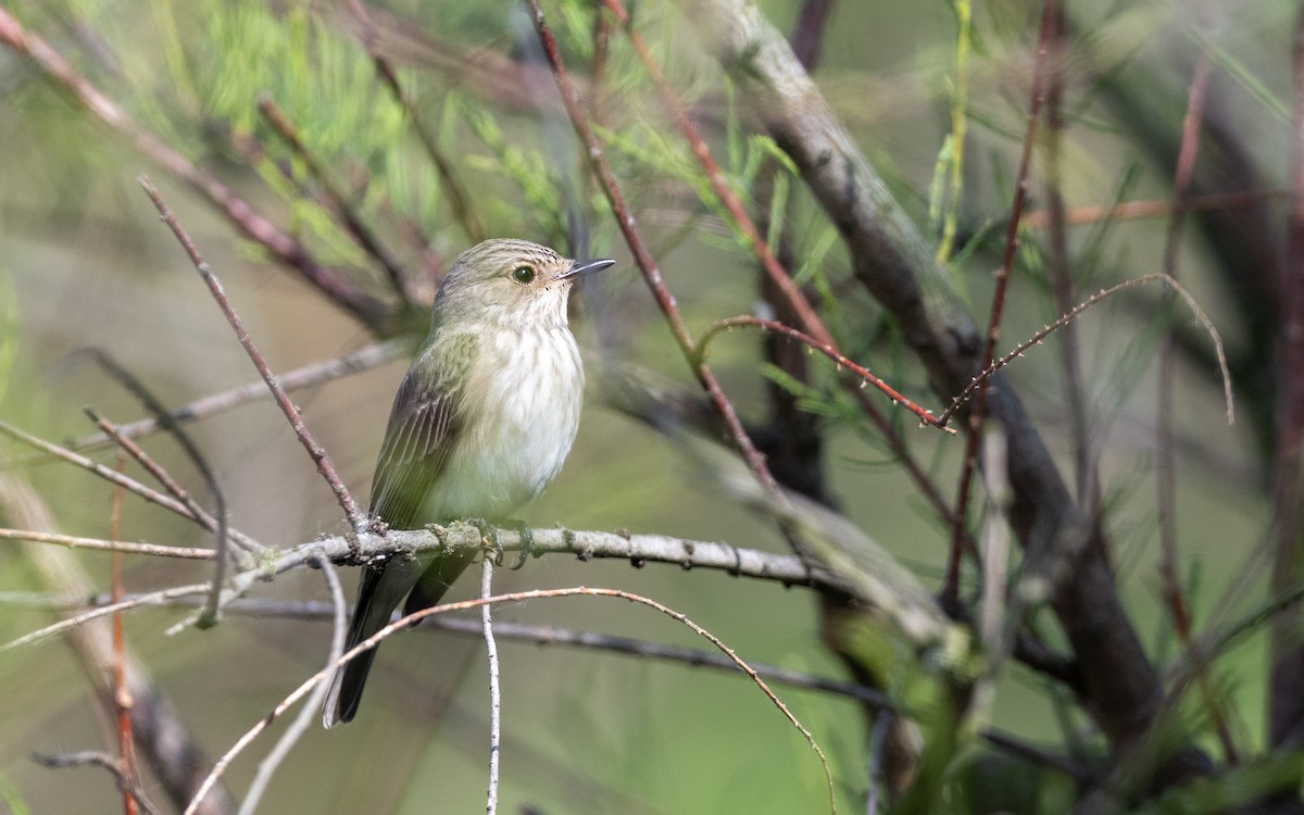 Spotted Flycatcher - ML624066595