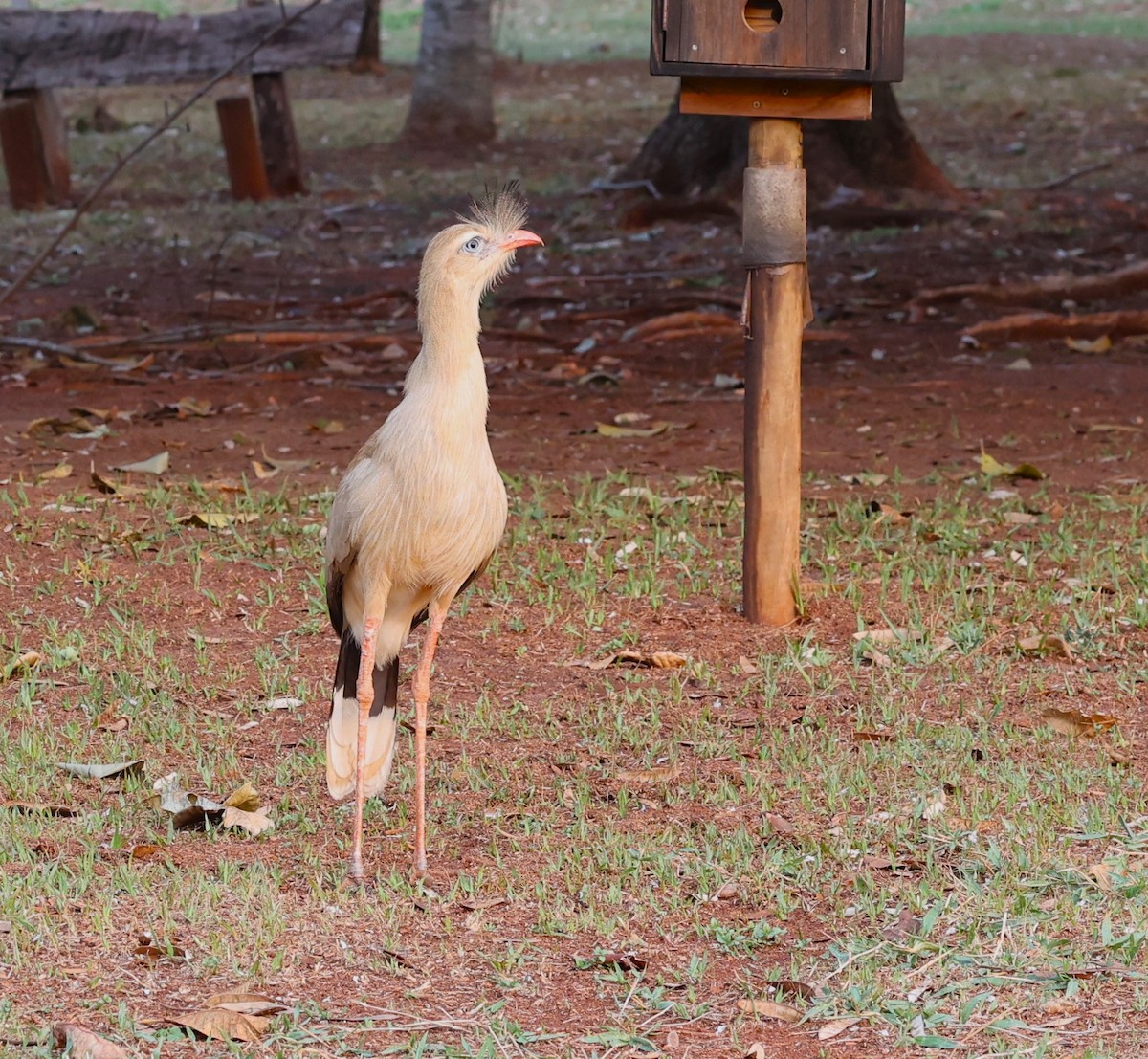 Red-legged Seriema - ML624066600