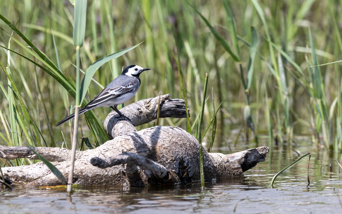 White Wagtail - ML624066603