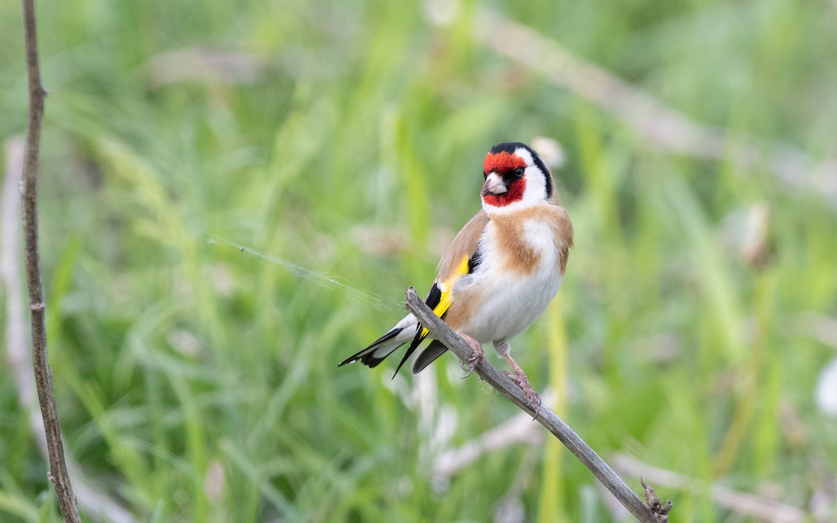 European Goldfinch - ML624066605