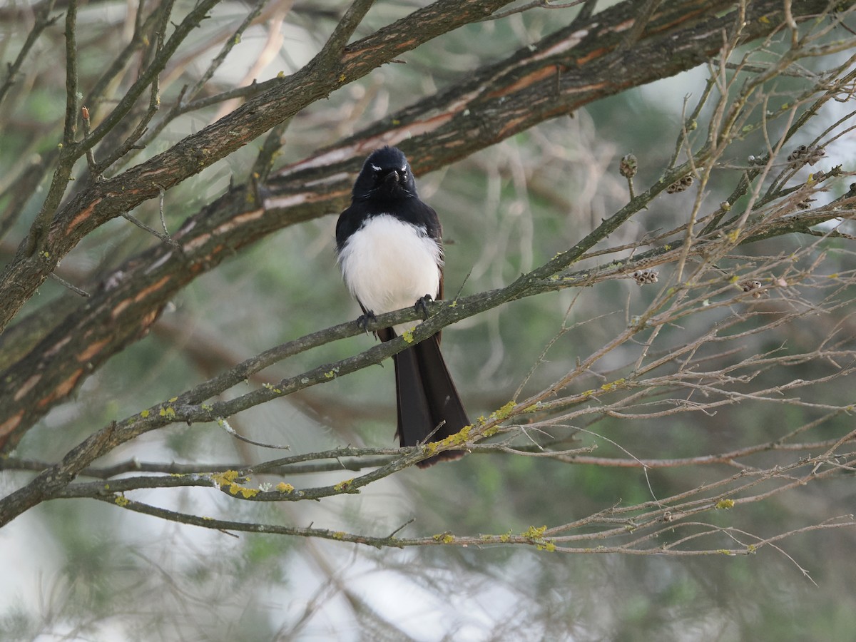 Willie-wagtail - ML624066608