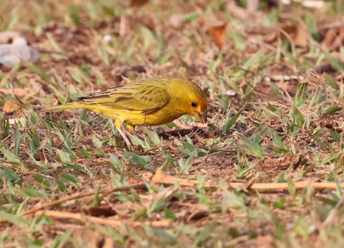 Saffron Finch - ML624066618