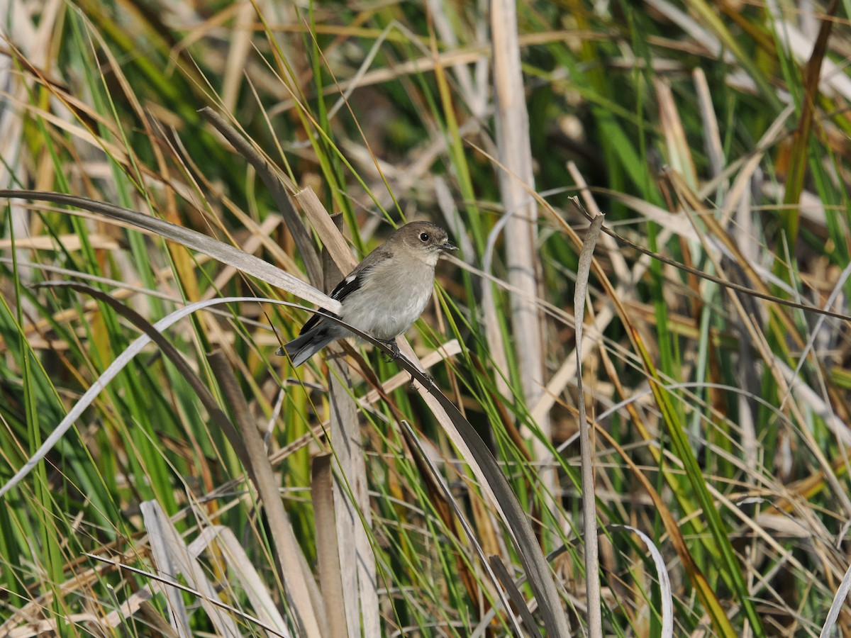 Flame Robin - ML624066624