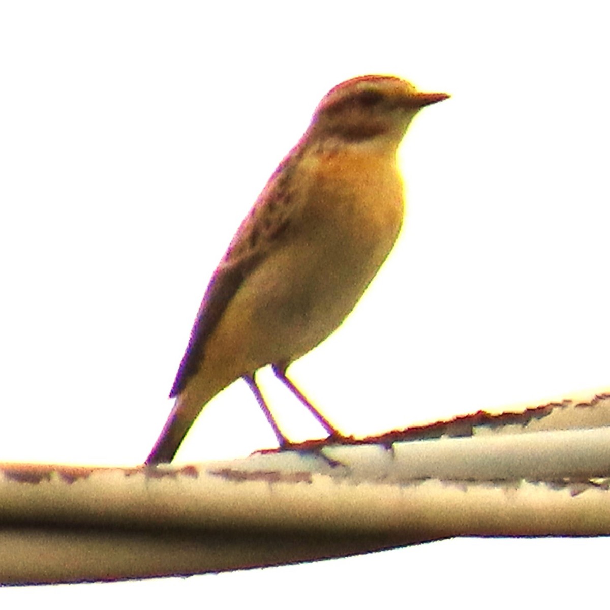 Whinchat - ML624066625