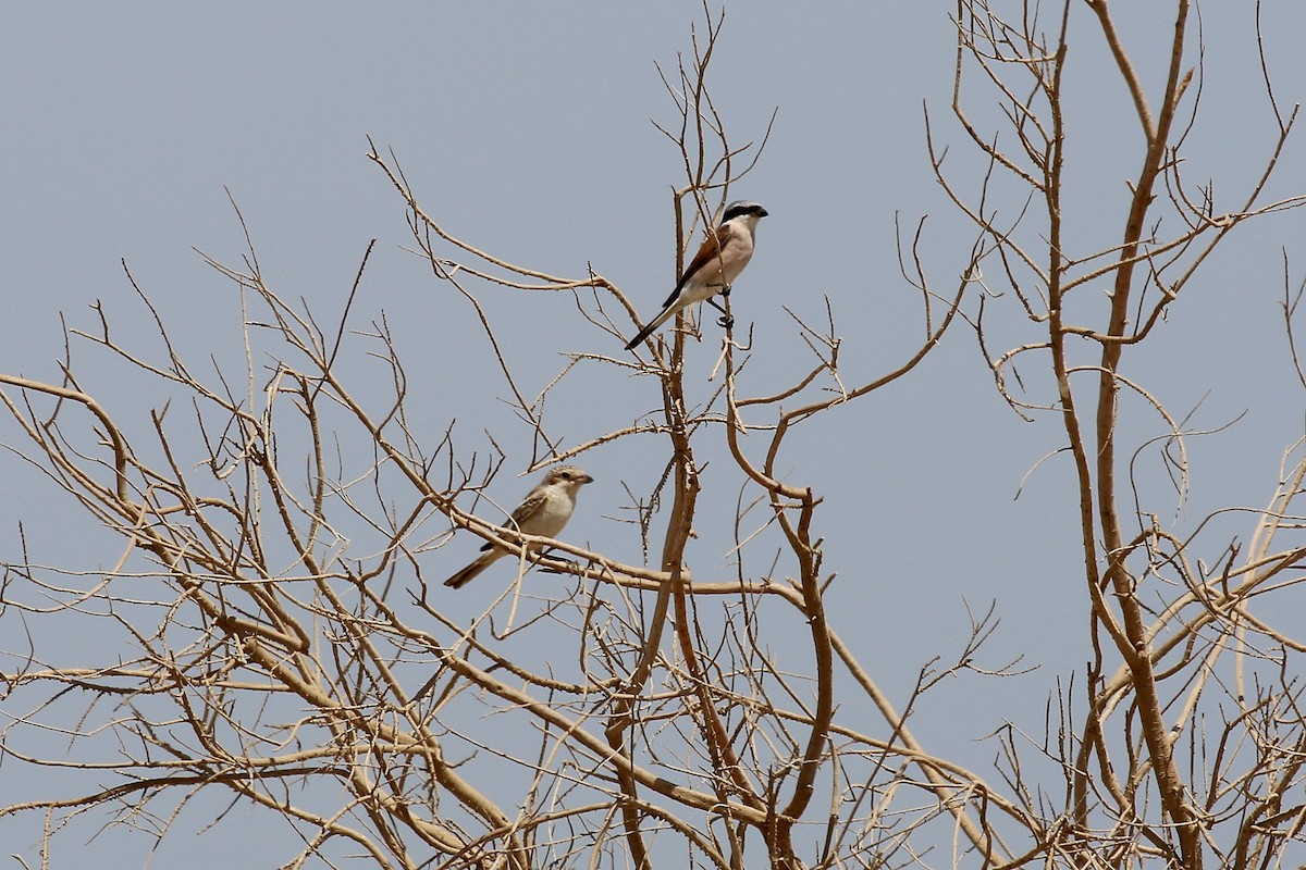 Woodchat Shrike - Chris Kehoe