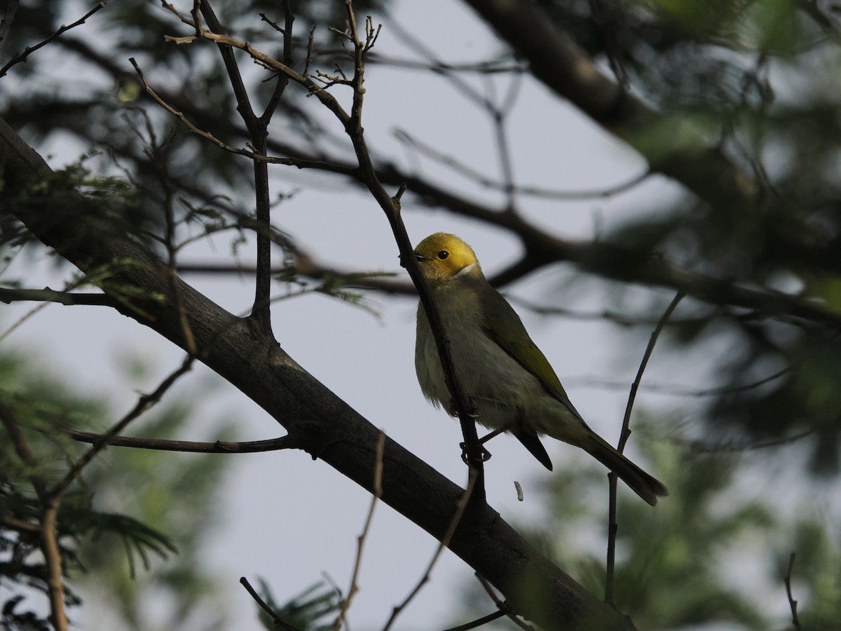 White-plumed Honeyeater - Tony Richards