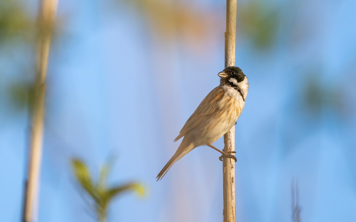 Reed Bunting - ML624066637