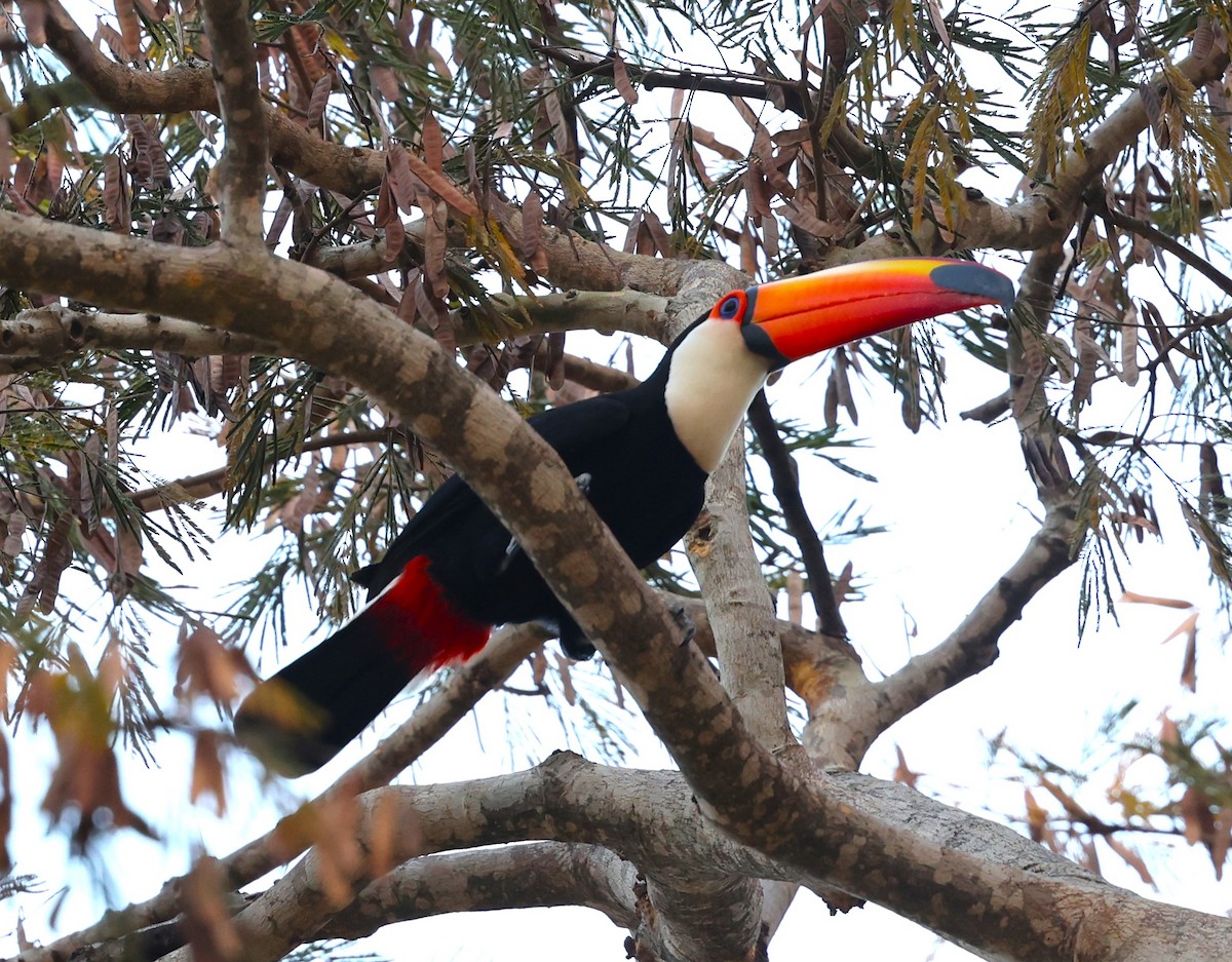 Toco Toucan - ML624066640