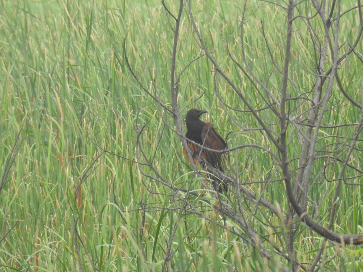 Greater Coucal - ML624066645