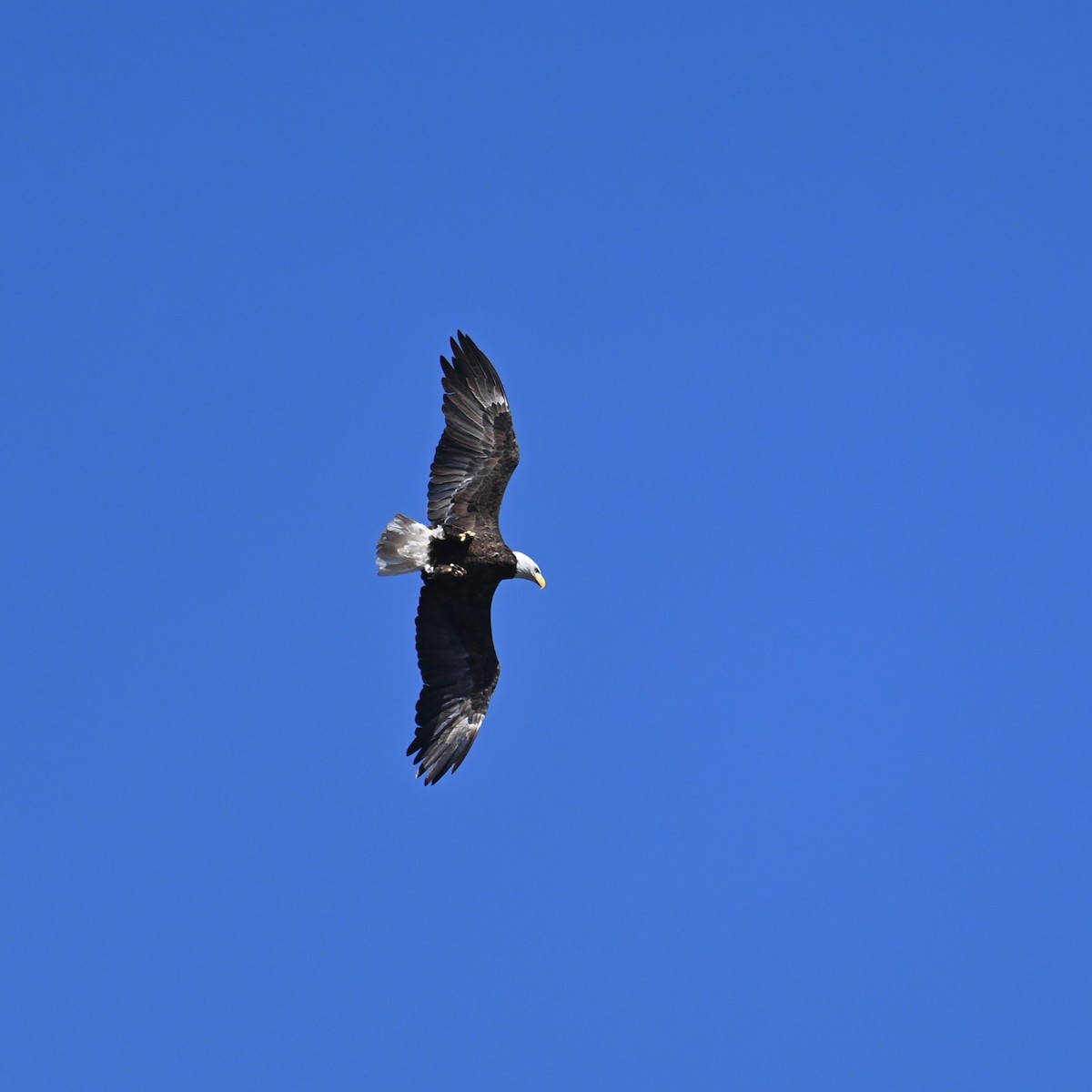 Bald Eagle - ML624066657