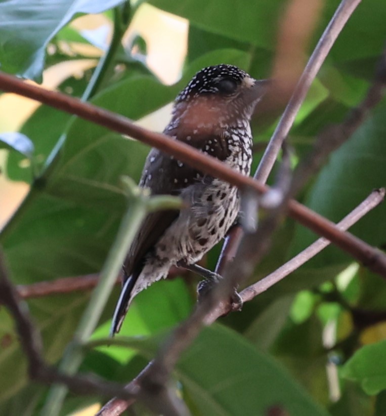 White-wedged Piculet - ML624066663