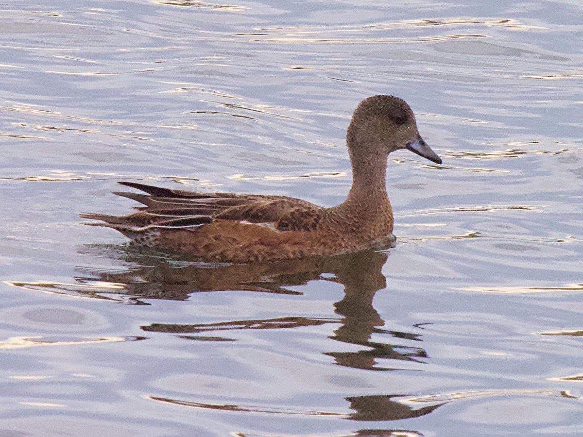 American Wigeon - ML624066671