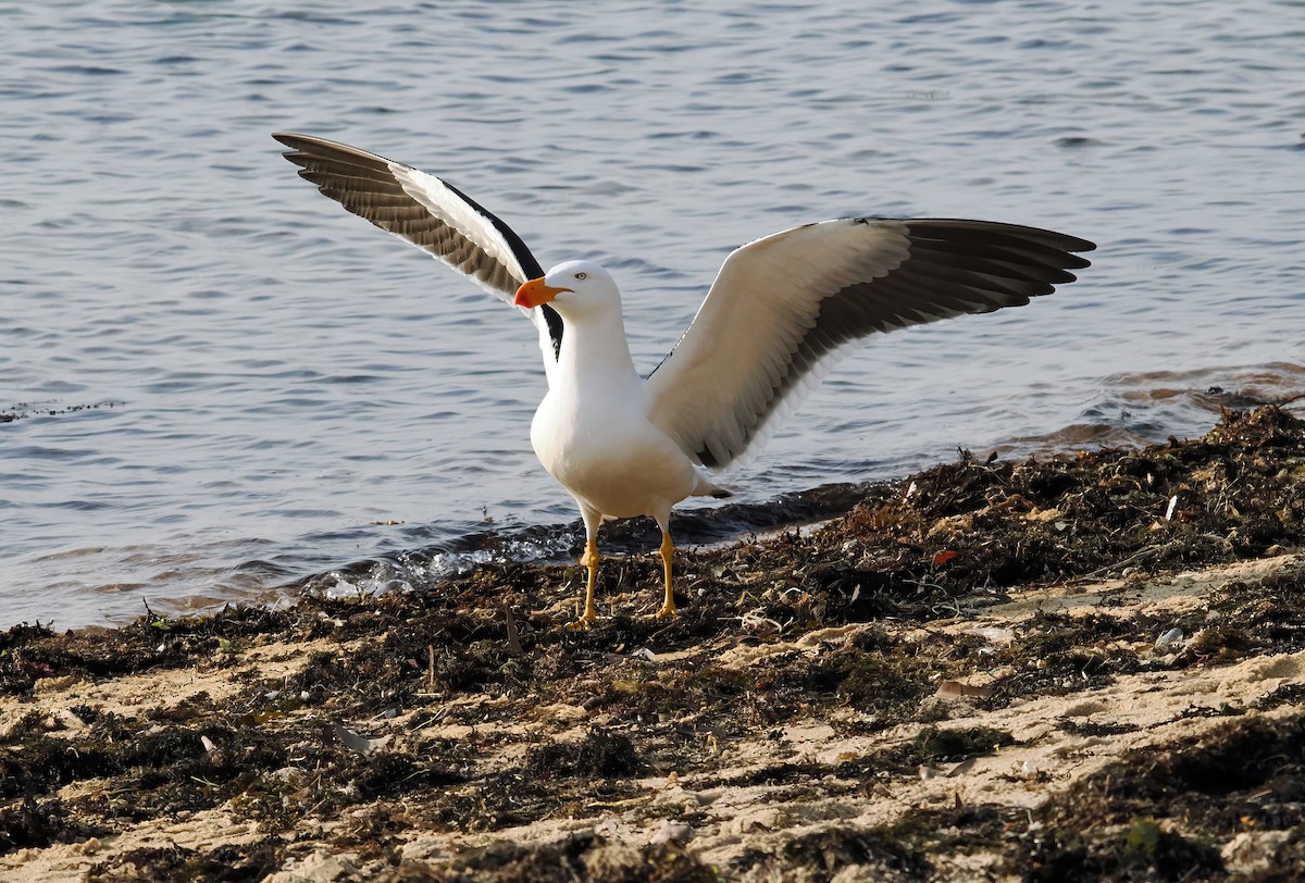 Pacific Gull - ML624066686