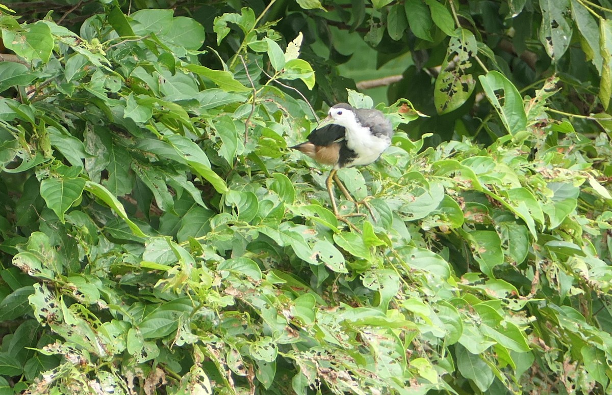 White-breasted Waterhen - ML624066721