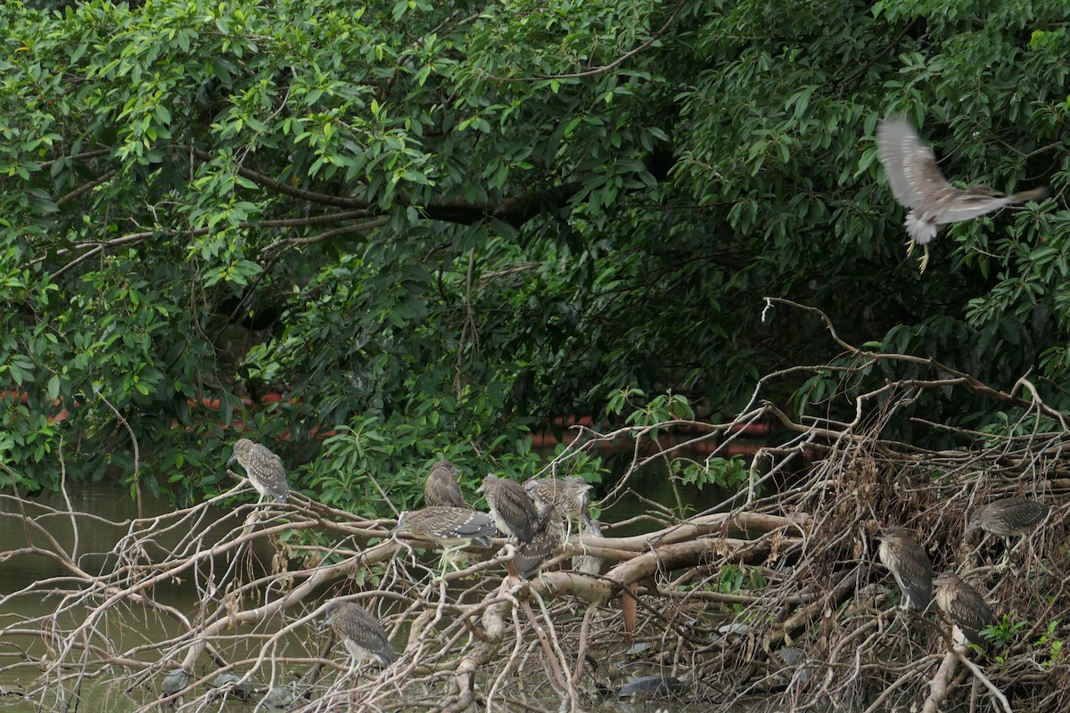 Black-crowned Night Heron - ML624066726