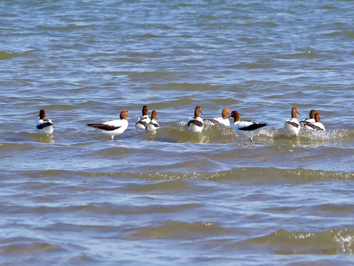 Red-necked Avocet - ML624066742