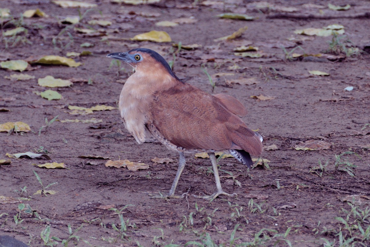 Malayan Night Heron - Scott Harris