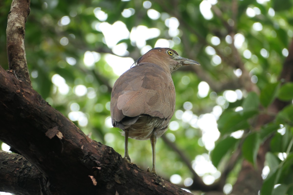 Malayan Night Heron - ML624066744