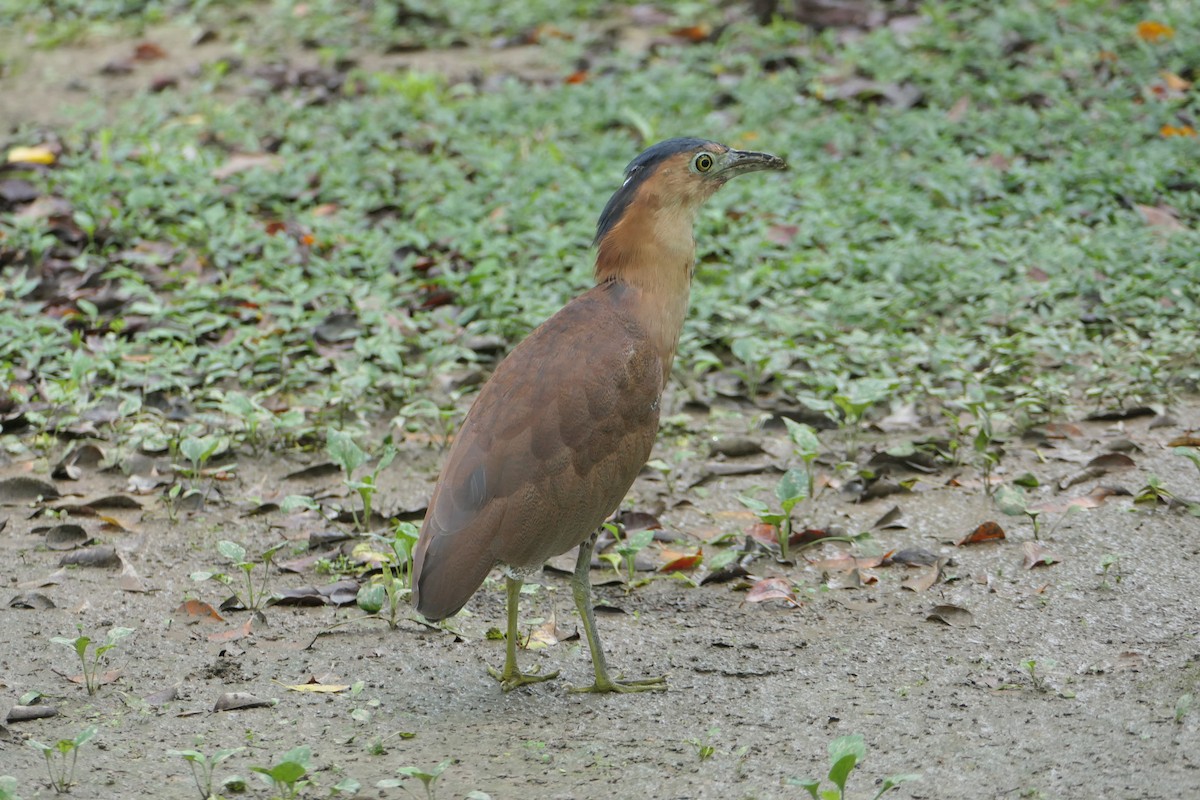 Malayan Night Heron - ML624066745