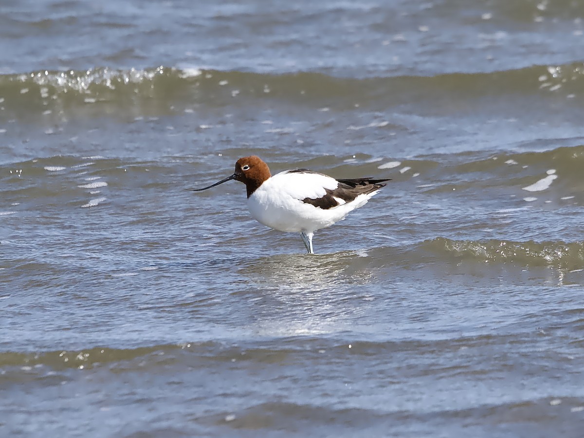 Red-necked Avocet - ML624066751