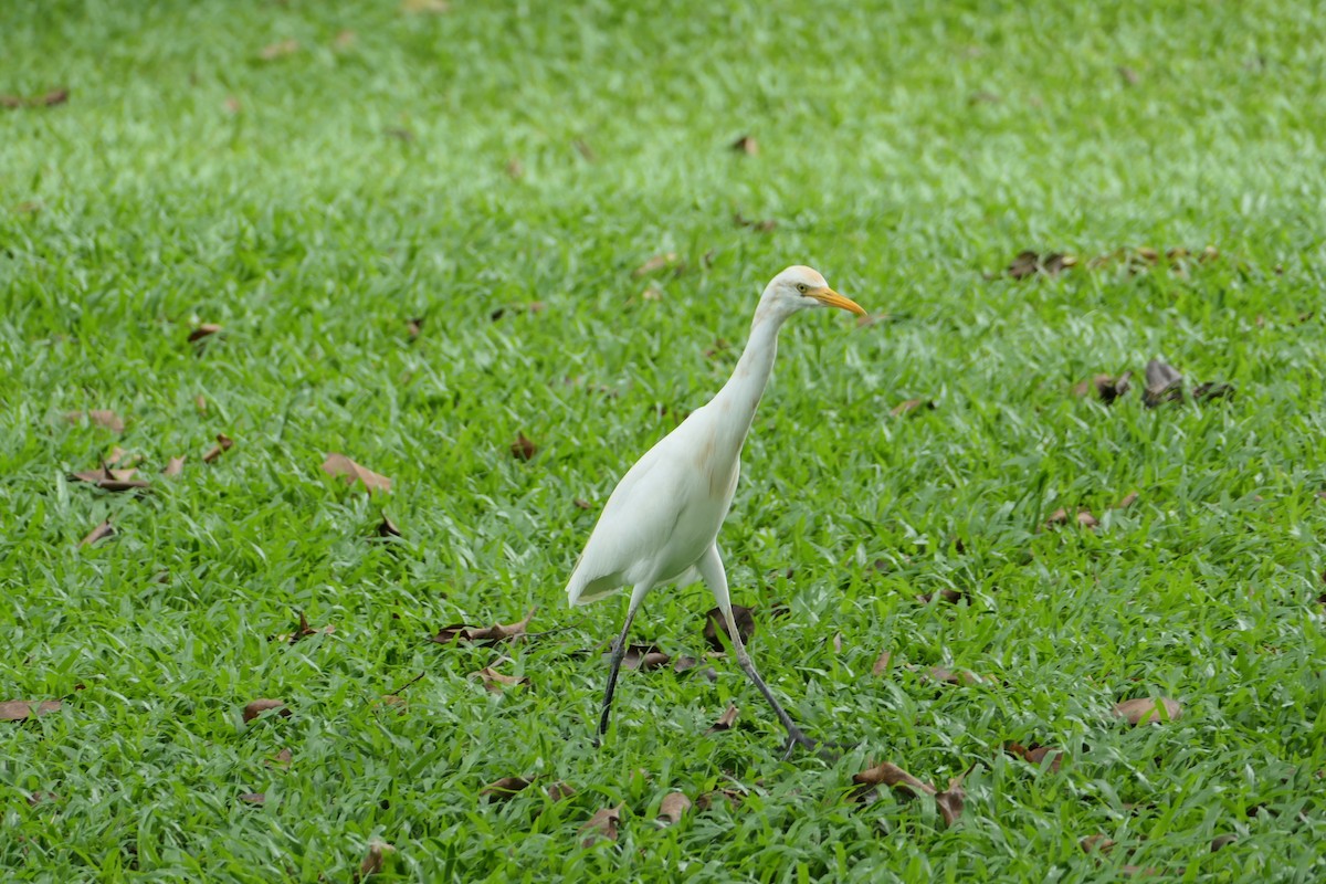 Eastern Cattle Egret - ML624066754