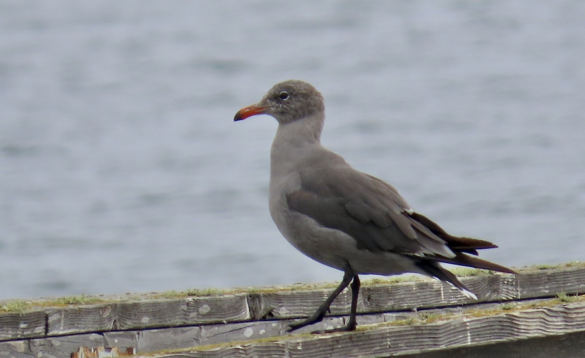 Gaviota Mexicana - ML624066757