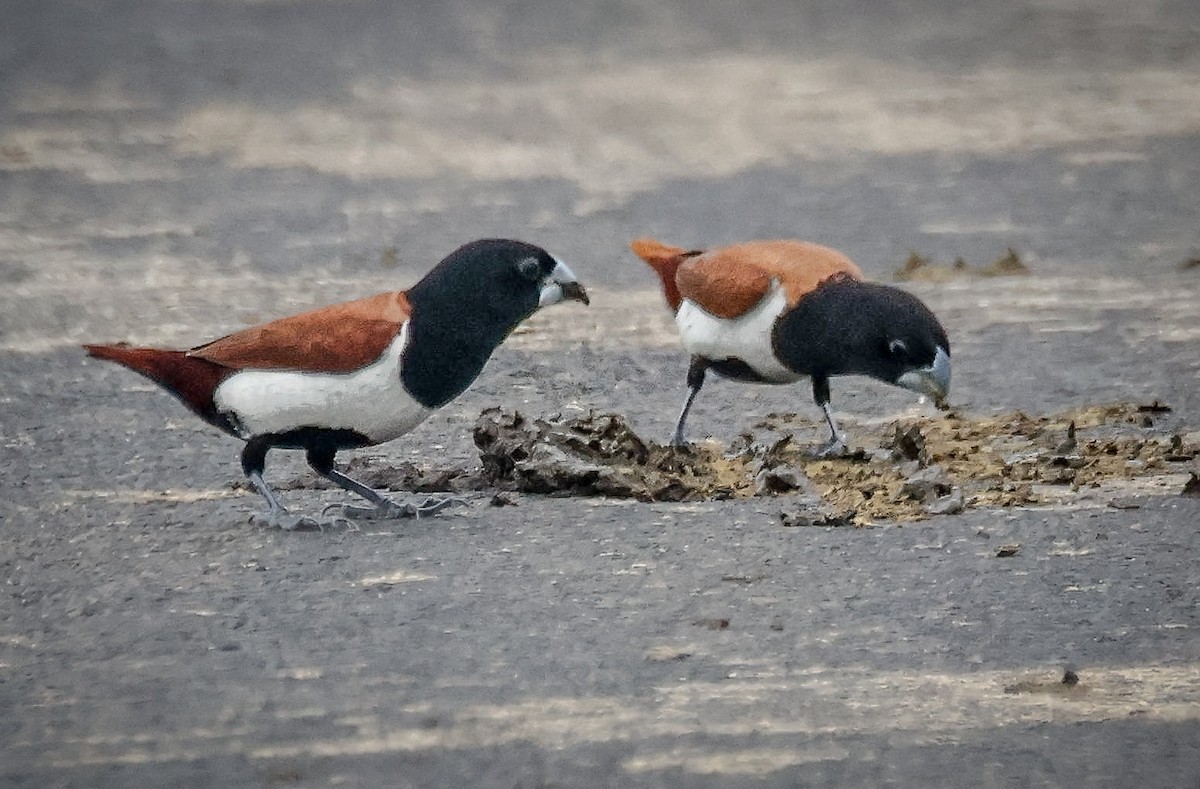 Tricolored Munia - Sanjay Gupta