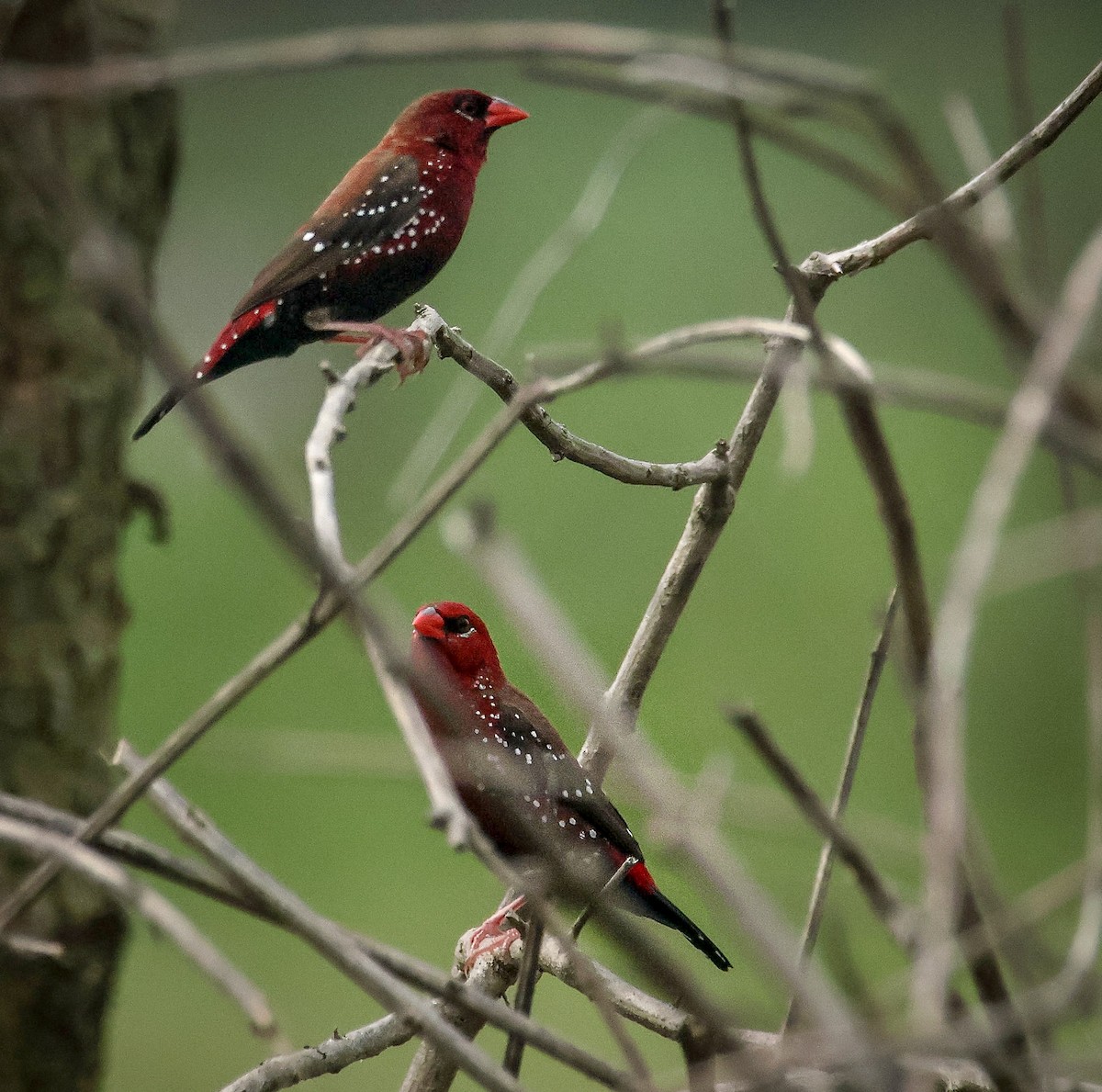 Bengali rouge - ML624066778