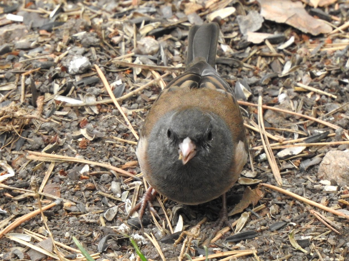 Junco Ojioscuro - ML624066779