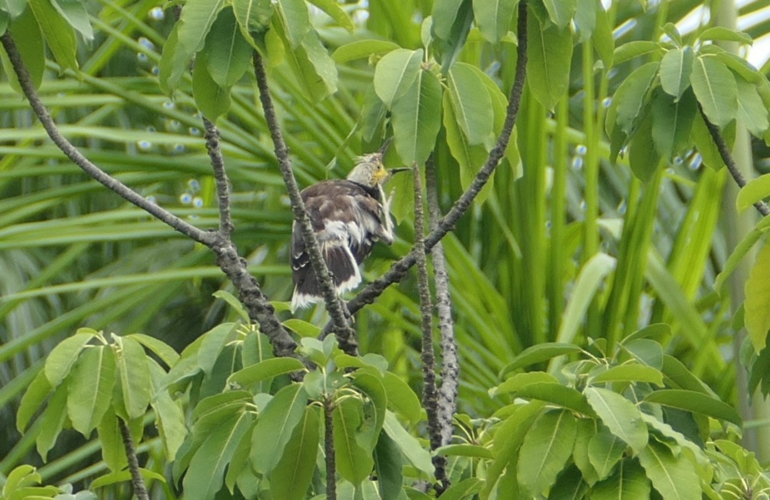 Black-collared Starling - ML624066784