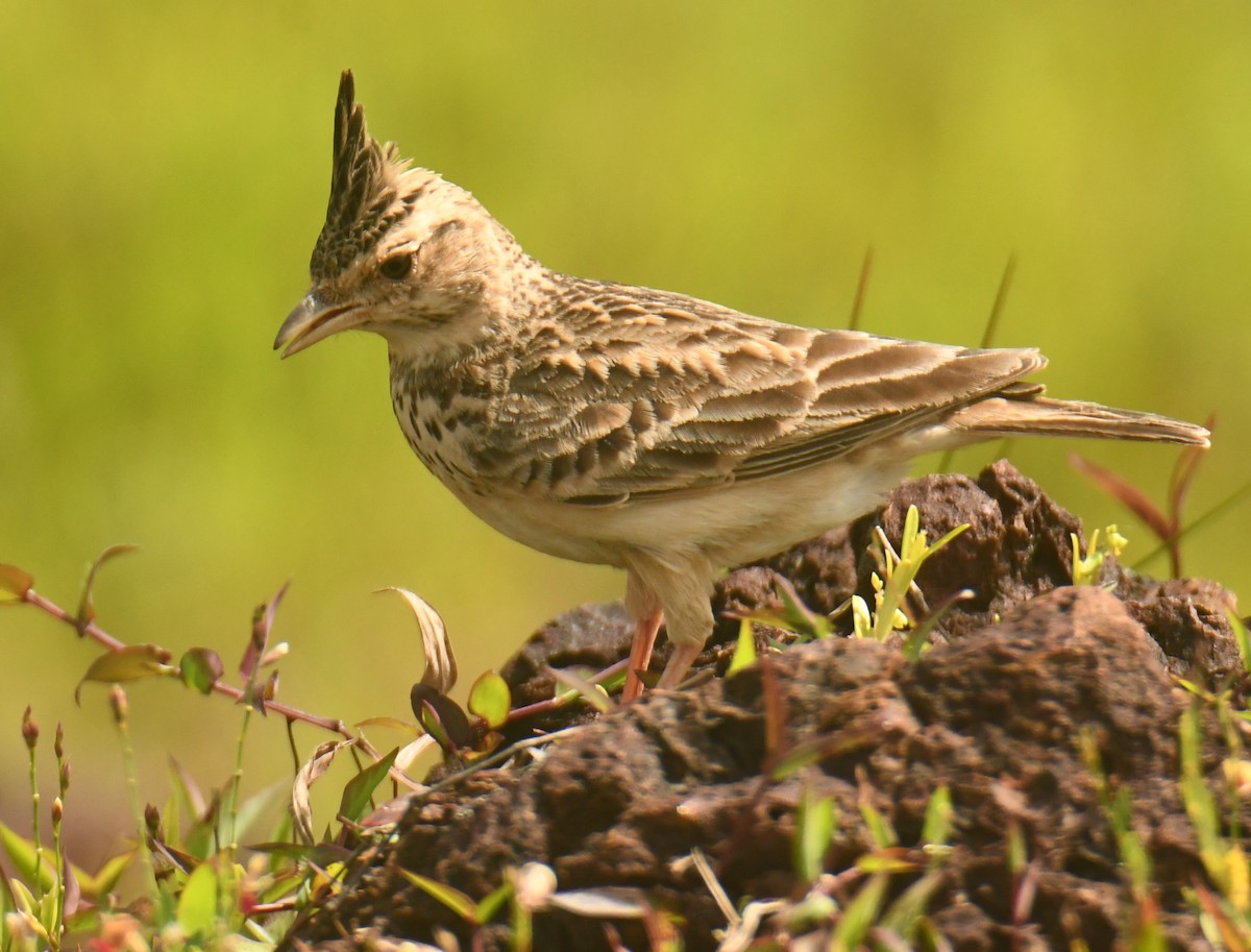 Malabar Lark - ML624066787