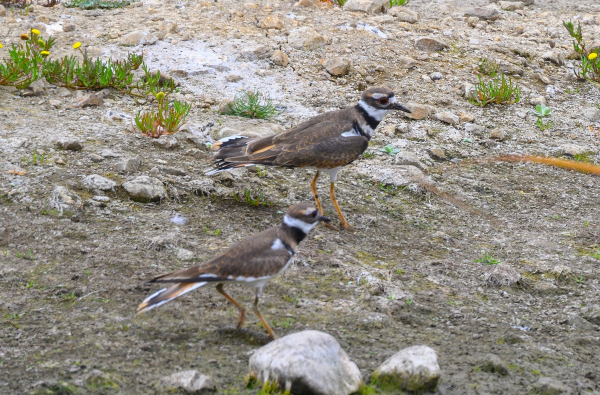 Killdeer - ML624066790