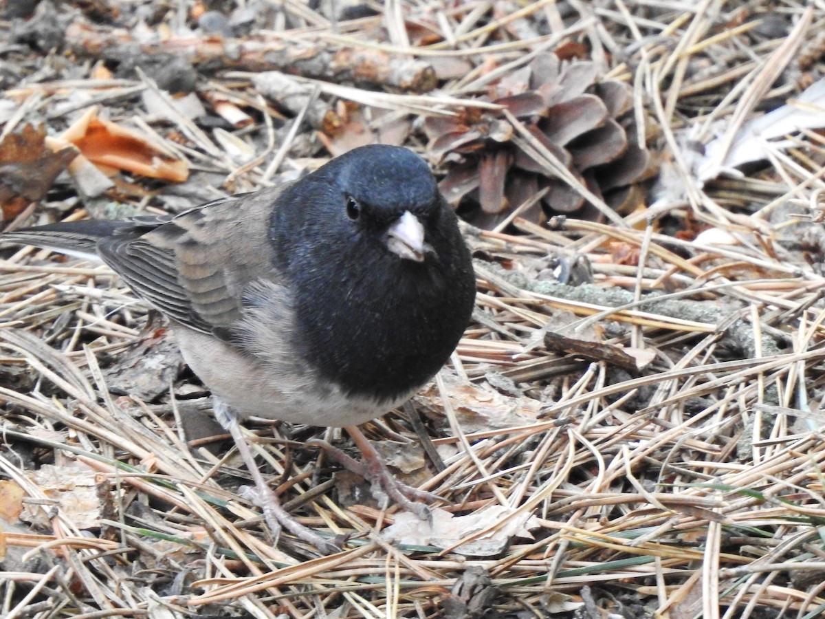 Dark-eyed Junco - ML624066792