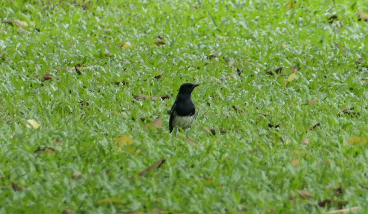 Oriental Magpie-Robin - ML624066793